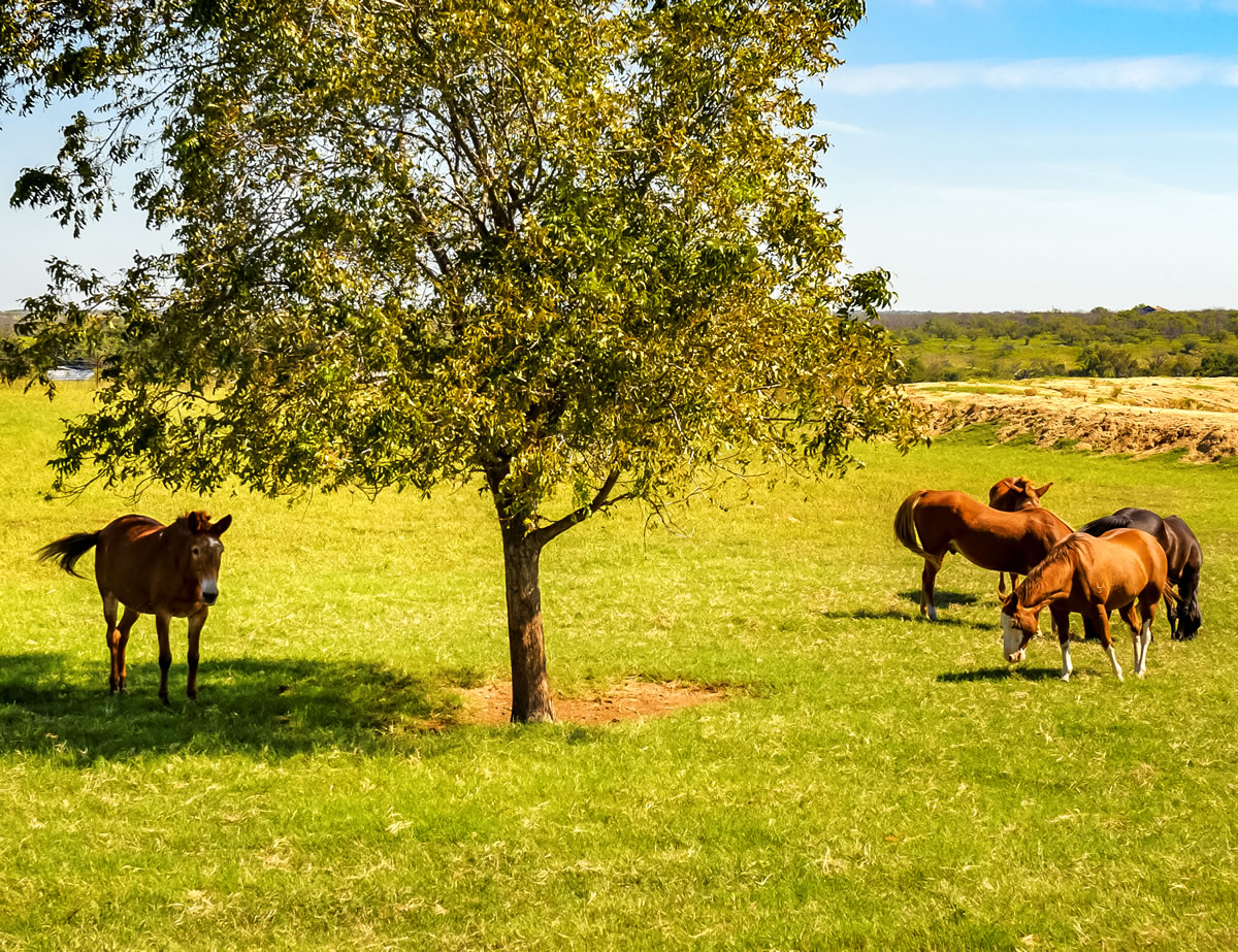 Horses in field