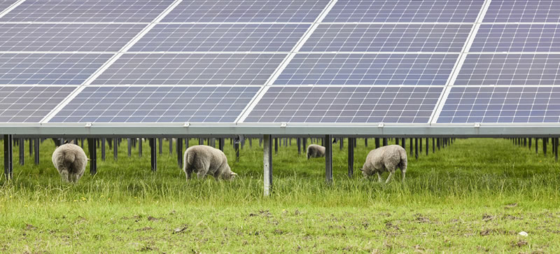 Solar Sheep Grazing